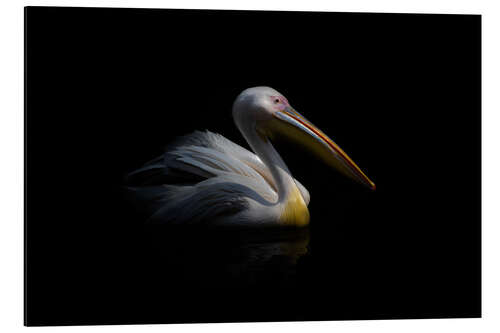 Aluminium print Pelican in the dark ...