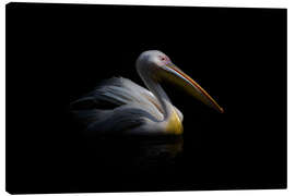 Canvas print Pelican in the dark ...