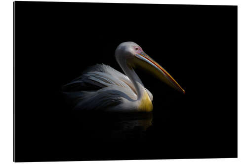 Gallery print Pelican in the dark ...