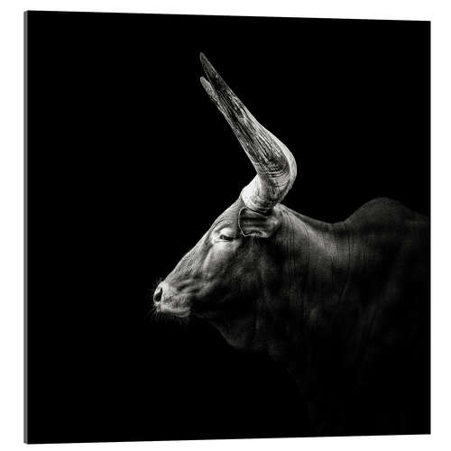 Acrylic print Watusi