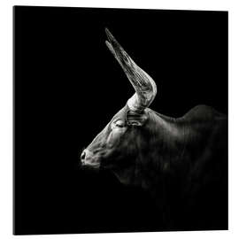 Gallery print Watusi