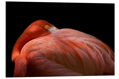 Aluminium print Melancholy flamingo