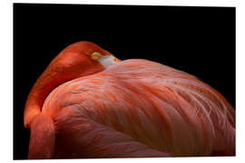 Foam board print Melancholy flamingo