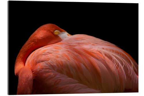 Gallery print Melancholy flamingo