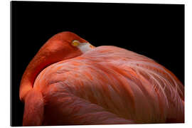 Gallery print Melancholy flamingo