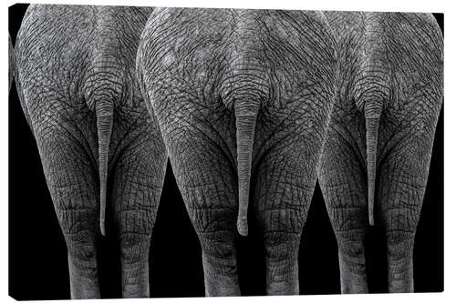 Canvas print The elephants