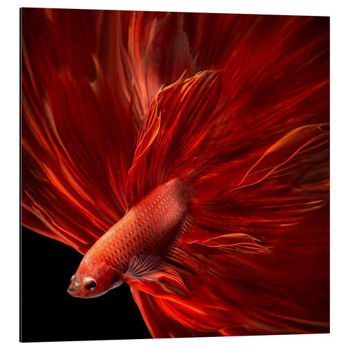 Obraz na aluminium Red fire betta fish