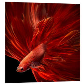 Aluminiumtavla Red fire betta fish