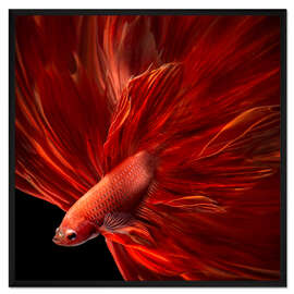 Gerahmter Kunstdruck Roter Feuer-Bettafisch
