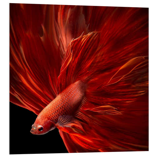 Stampa su PVC Pesce betta rosso fuoco