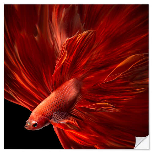 Sticker mural Poisson betta feu rouge