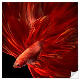 Selvklæbende plakat Red fire betta fish