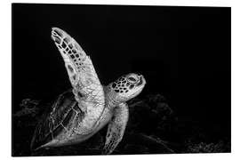 Aluminium print Sea turtle