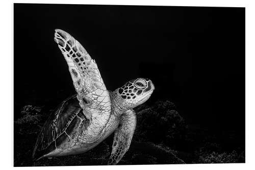 Foam board print Sea turtle