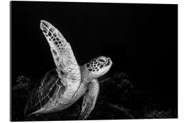 Gallery print Sea turtle