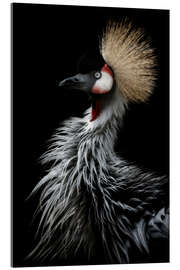 Acrylic print Gray crowned crane - Eiji Itoyama