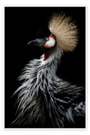 Poster Gray crowned crane