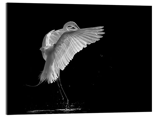 Acrylic print Portrait of a great egret