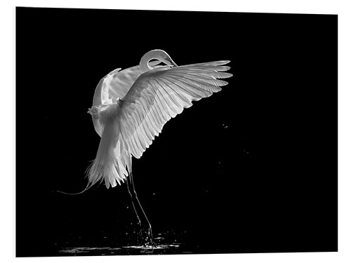 Foam board print Portrait of a great egret