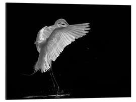 Magnettafel Porträt eines Silberreihers