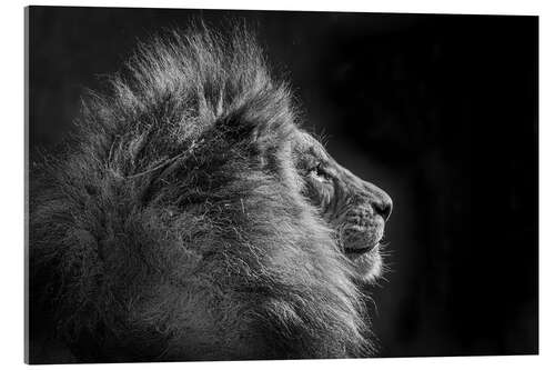 Acrylglas print Simba in monochrome