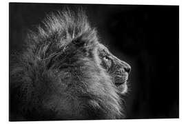 Aluminium print Simba in monochrome