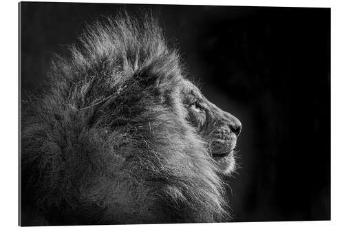 Gallery print Simba in monochrome