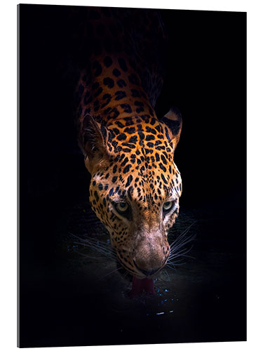 Acrylic print Leopard
