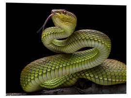 Foam board print Golden venomous snake viper snake