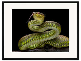 Gerahmter Kunstdruck Goldene Giftschlangen-Vipernatter