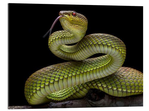 Gallery print Golden venomous snake viper snake