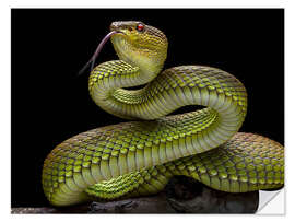 Selvklebende plakat Golden venomous snake viper snake