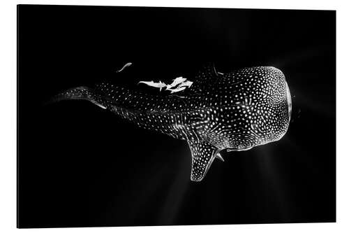 Aluminium print Whale shark