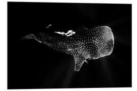 Foam board print Whale shark