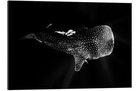 Gallery print Whale shark