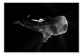 Wall print  Whale shark - Barathieu Gabriel