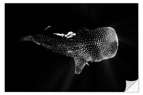 Naklejka na ścianę Whale shark