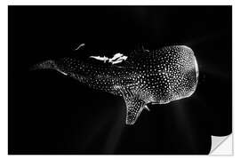 Selvklebende plakat Whale shark