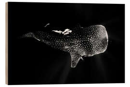 Wood print Whale shark