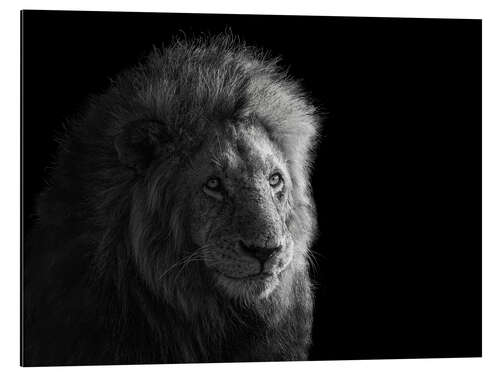 Aluminium print Portrait of Simba