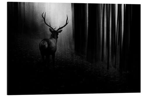 Aluminium print Deer