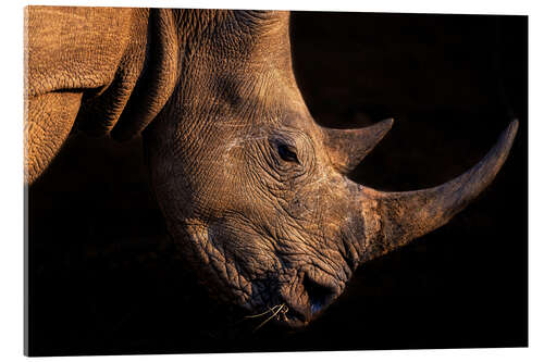 Acrylic print Rhinoceros