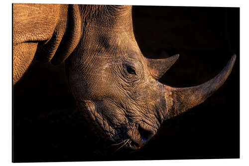 Aluminium print Rhinoceros