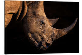 Gallery print Rhinoceros