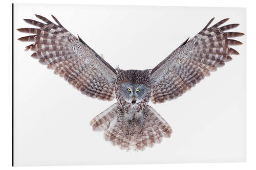 Aluminium print Great gray owl