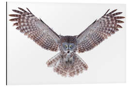 Aluminium print Great gray owl