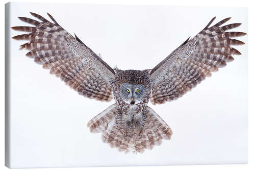Lærredsbillede Great gray owl