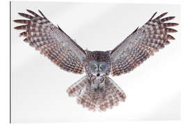 Gallery print Great gray owl