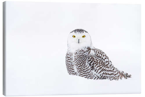 Canvas print Snowy Owl in the winter snow