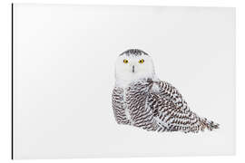 Magnettafel Schnee-Eule im Winterschnee